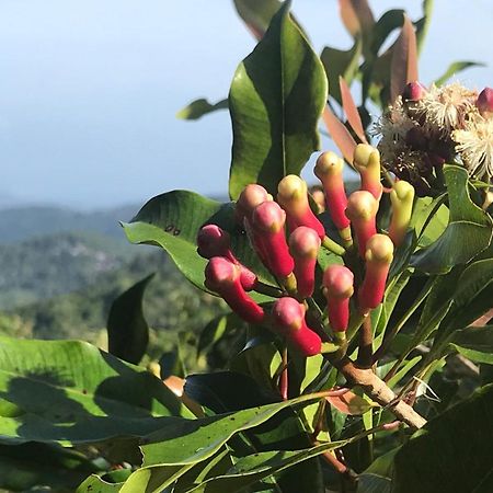 Munduk Clove المظهر الخارجي الصورة