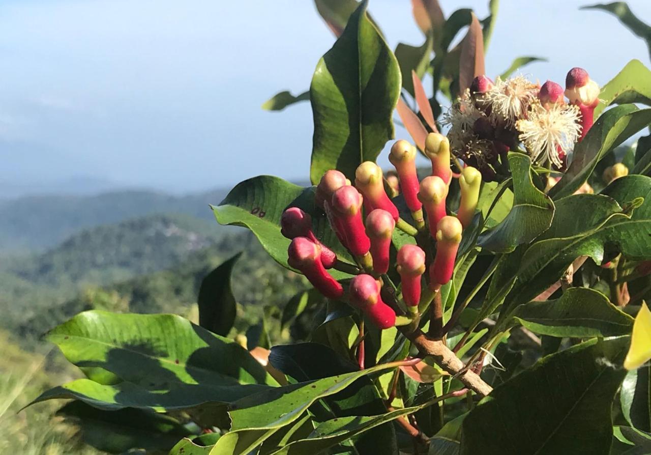 Munduk Clove المظهر الخارجي الصورة